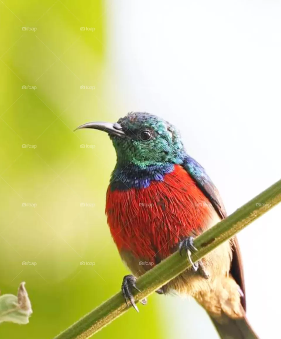 bird
