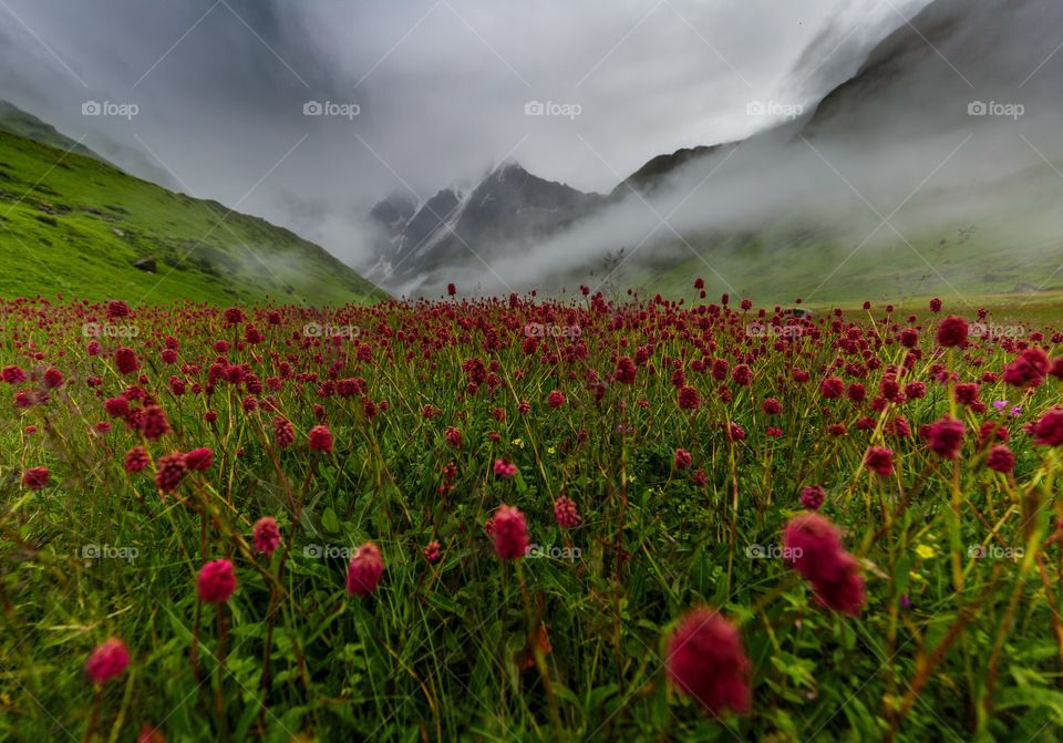 fog and monsoon flowers