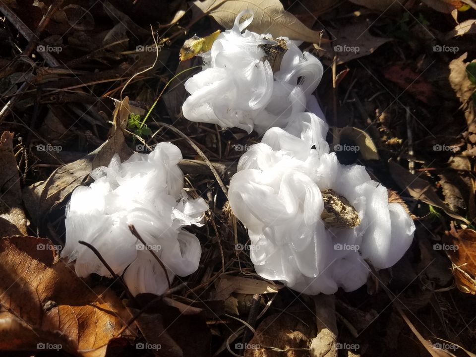 ice roses ice flowers in Kingston Tennessee 2017 USA