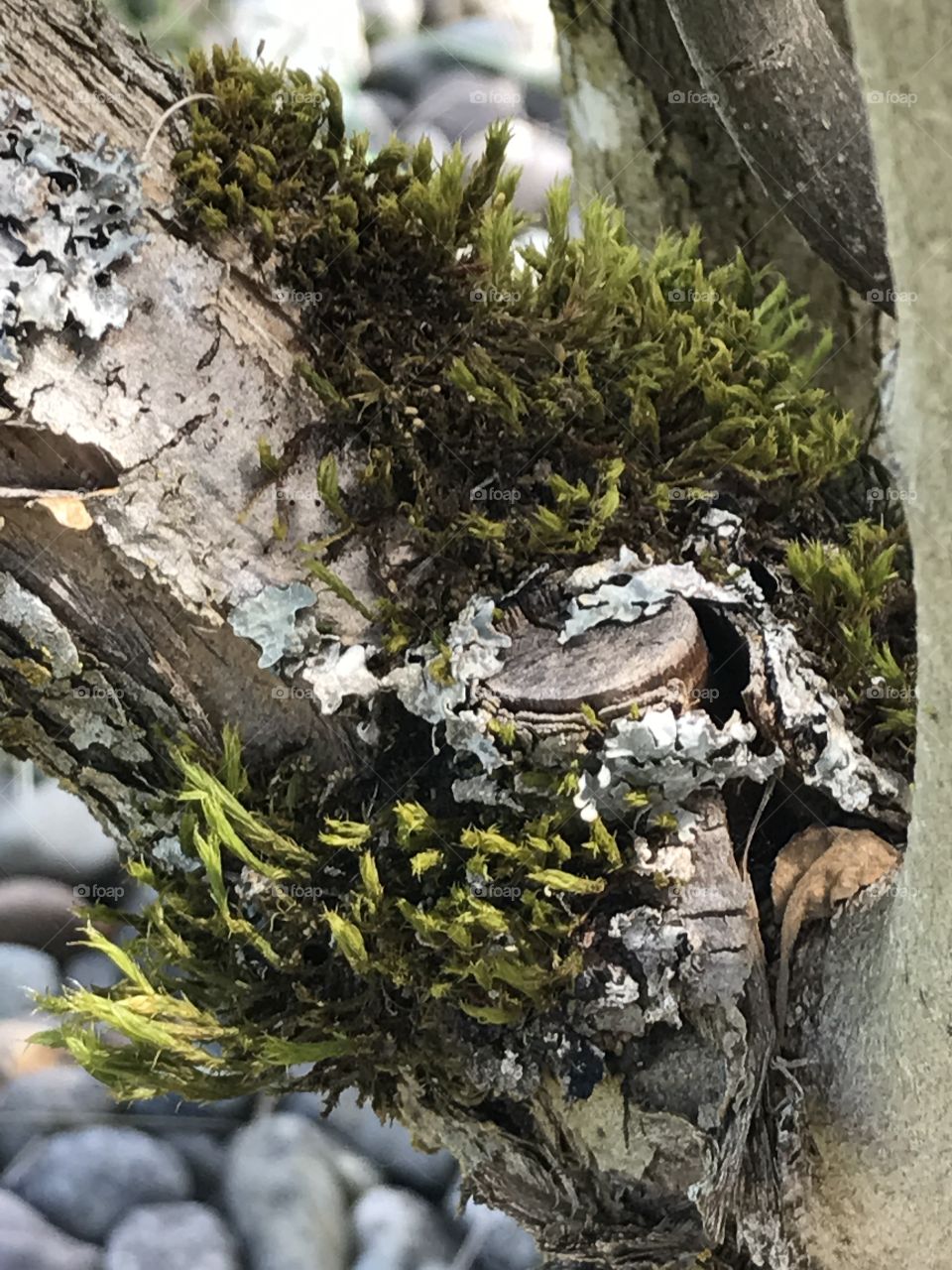Moss on tree