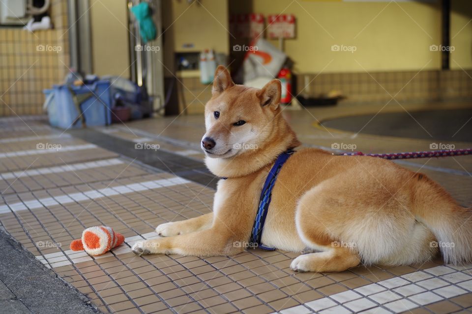 dog in Japan