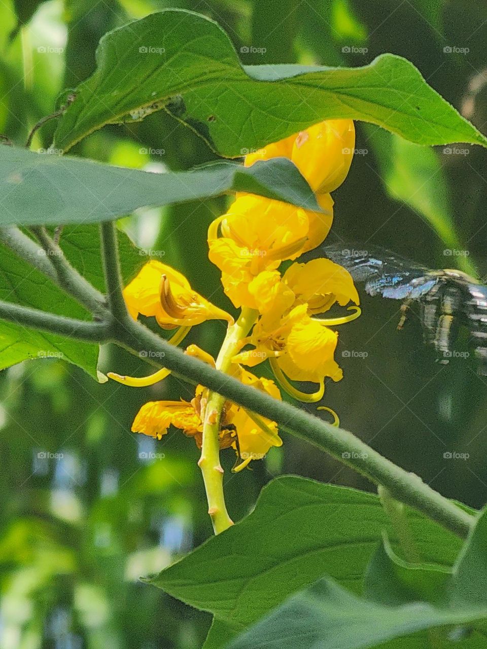 newly formed king of the forest