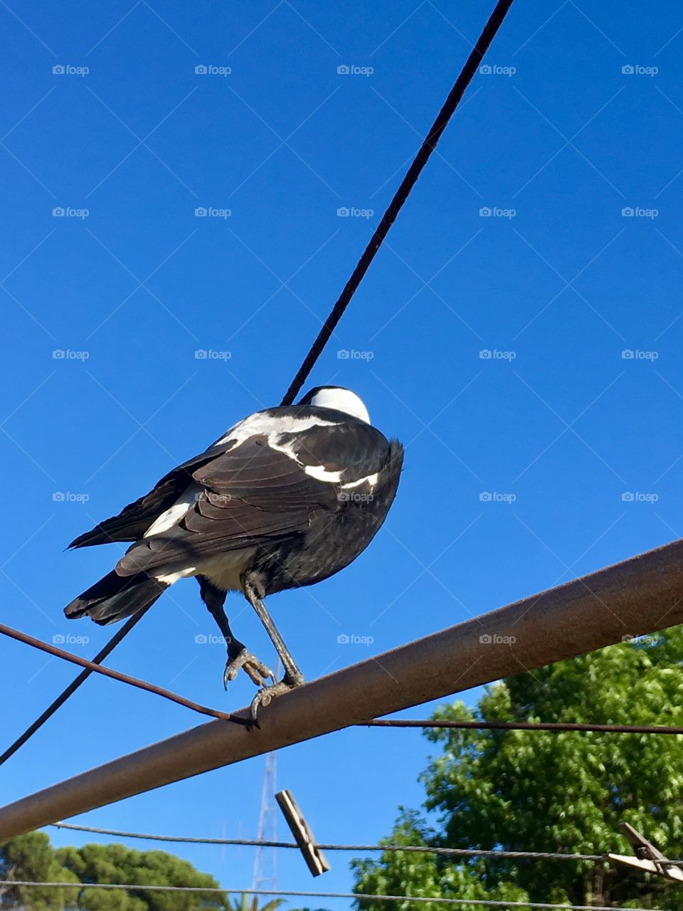 Magpie sitting on a high clothes wire back view of dump and feathers against a vivid blue sky