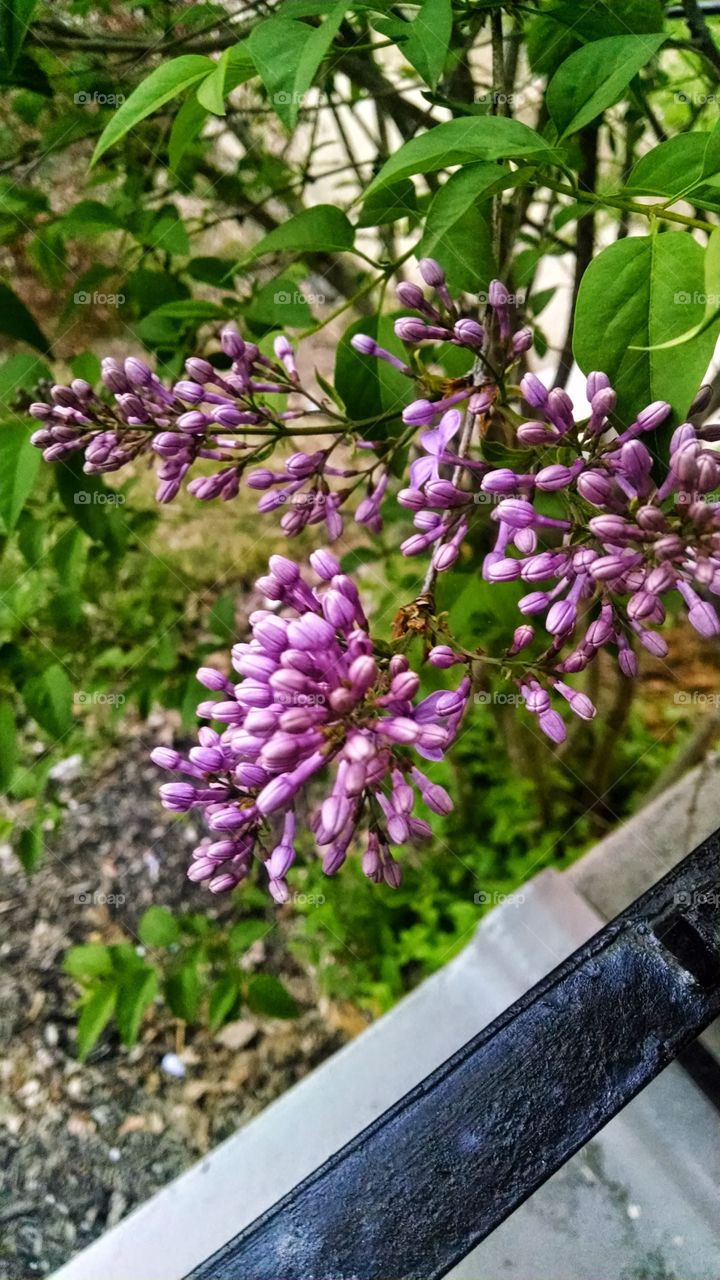 purple lilac buds