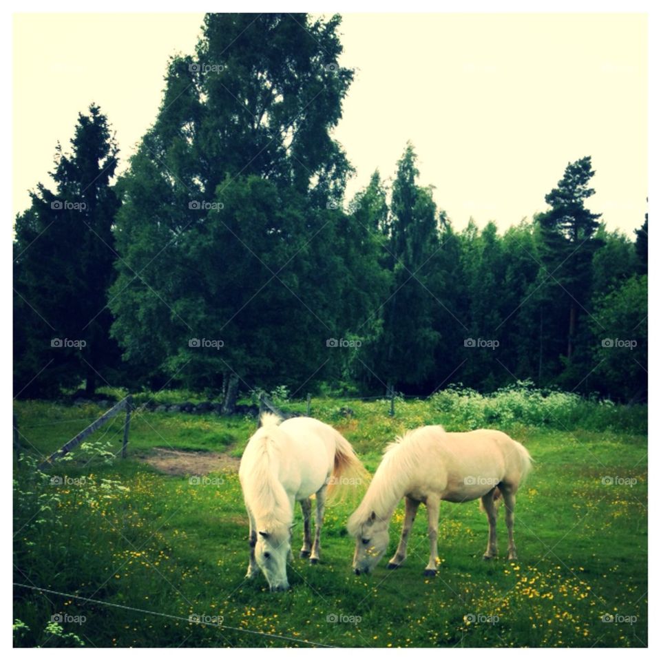 green sweden horses white by pumpkin77