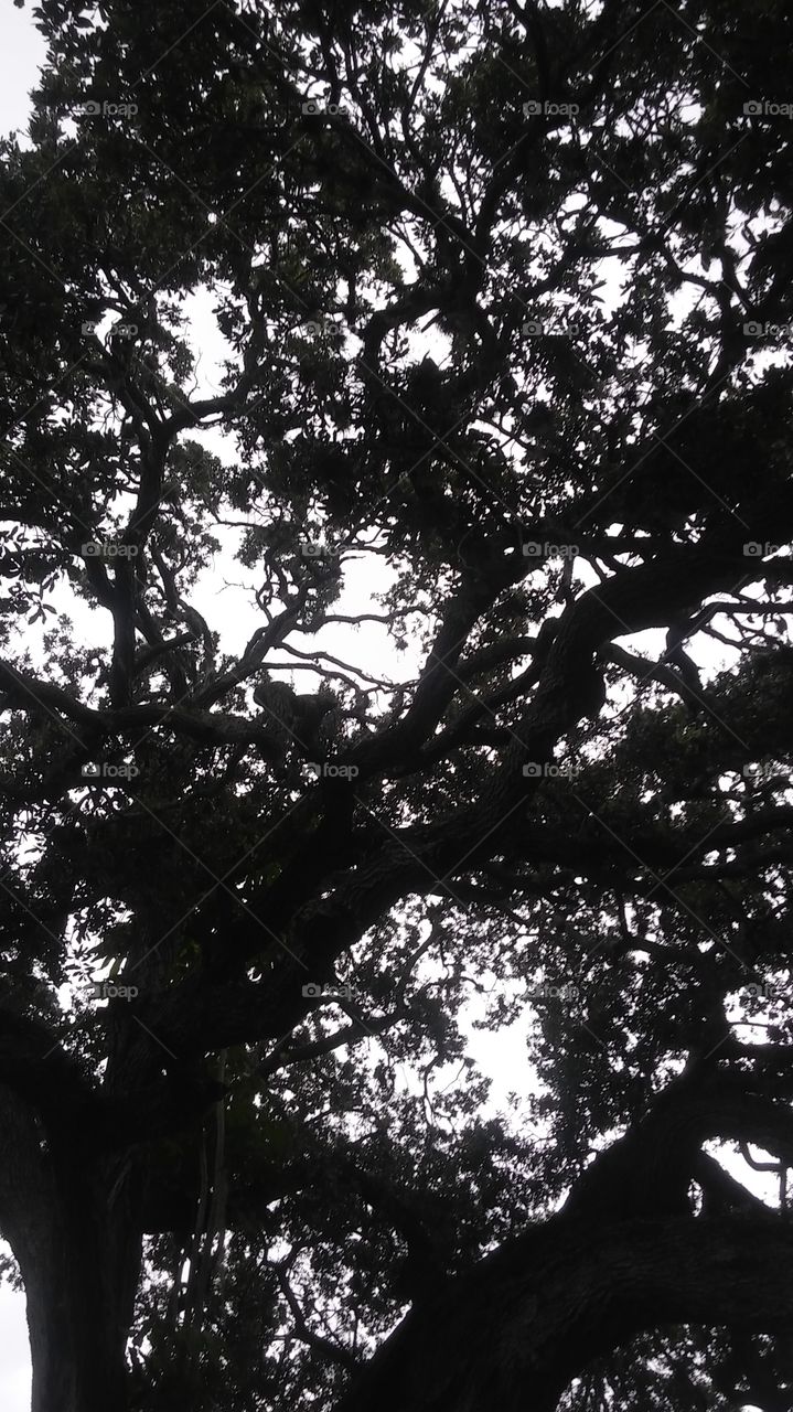 looking thru the oak tree