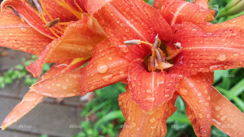 rain drops on lily flower