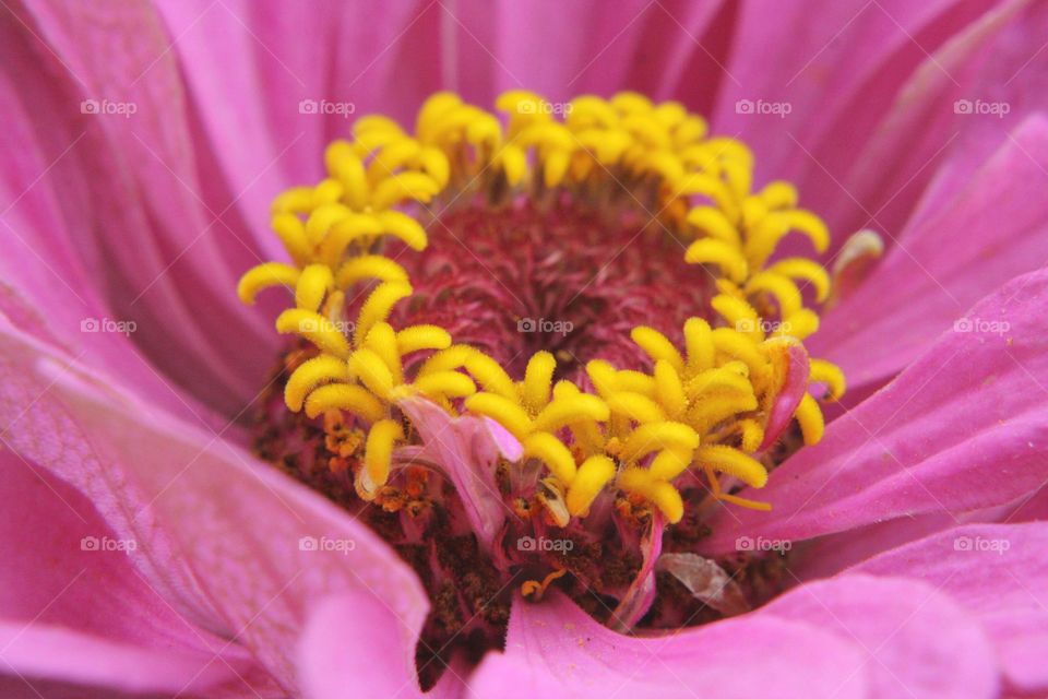 Pink flower pollen yellow Blossom pretty Fuzzy Blooming
