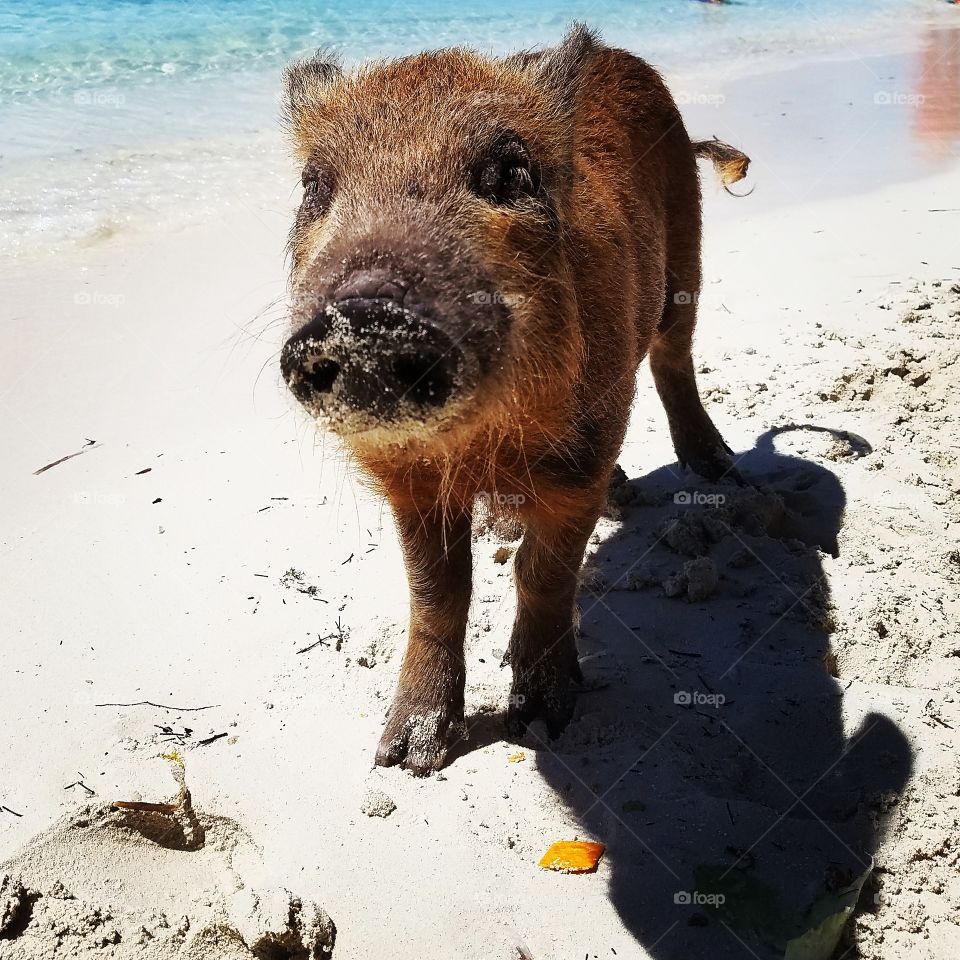 Just pigs that swim