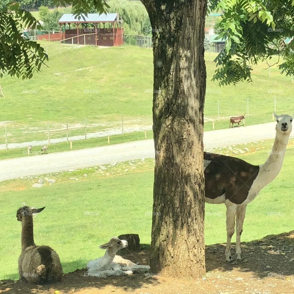 Llama family