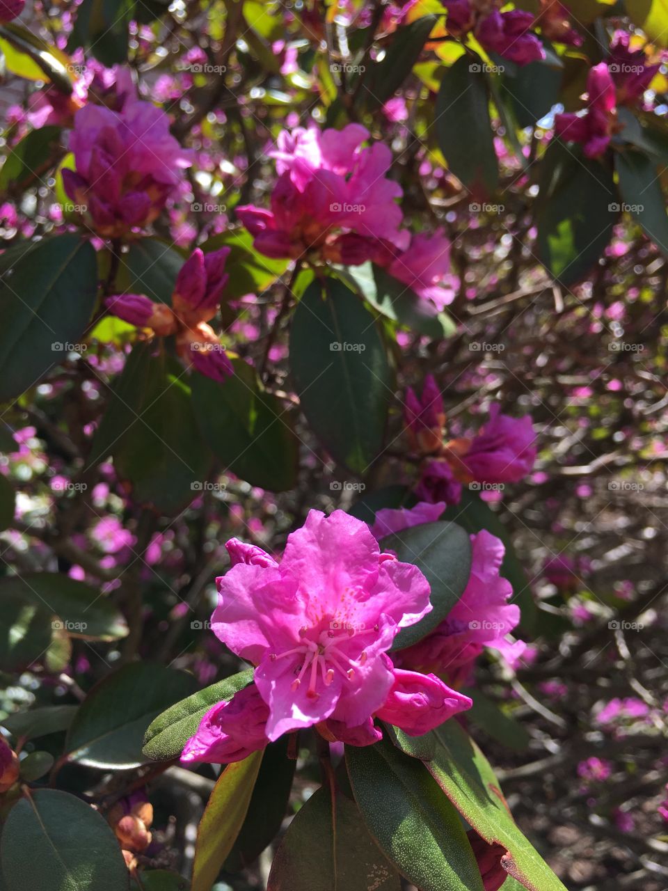 Azalea 