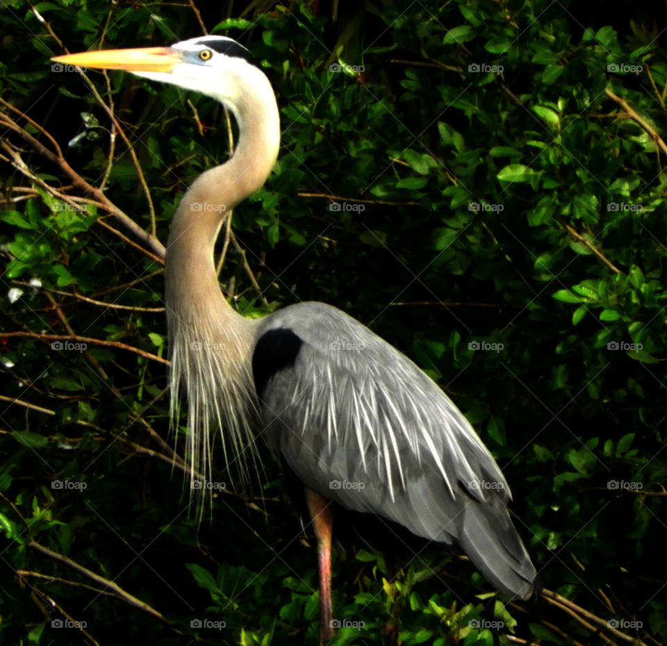 Great Blue Heron