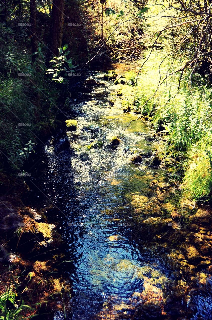 View of stream leading to rio cuervo river