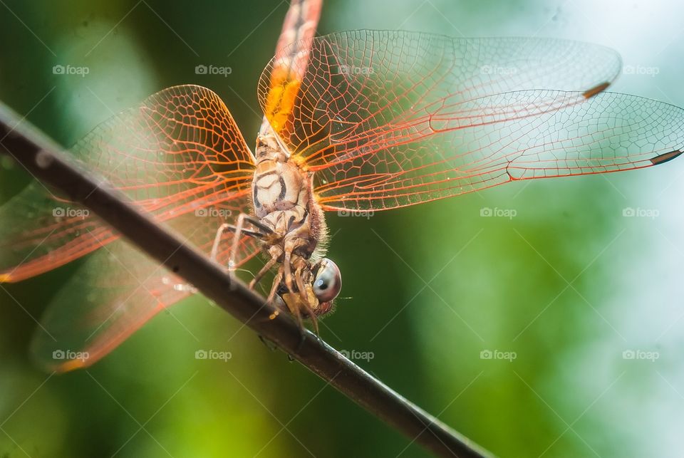 beautiful macro shot 