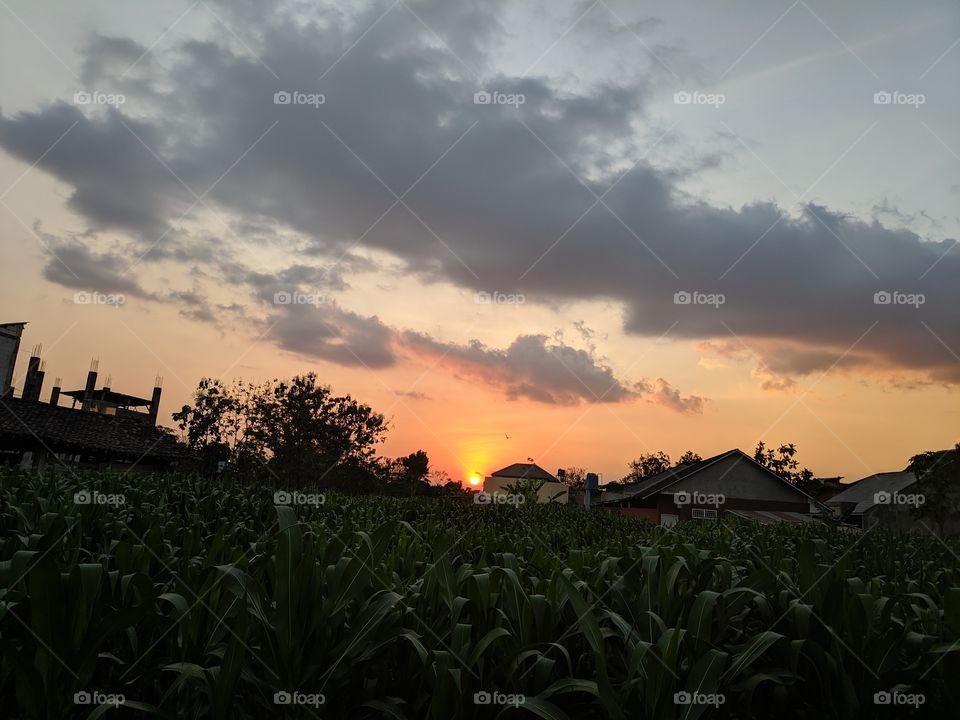 sunset on the corn field