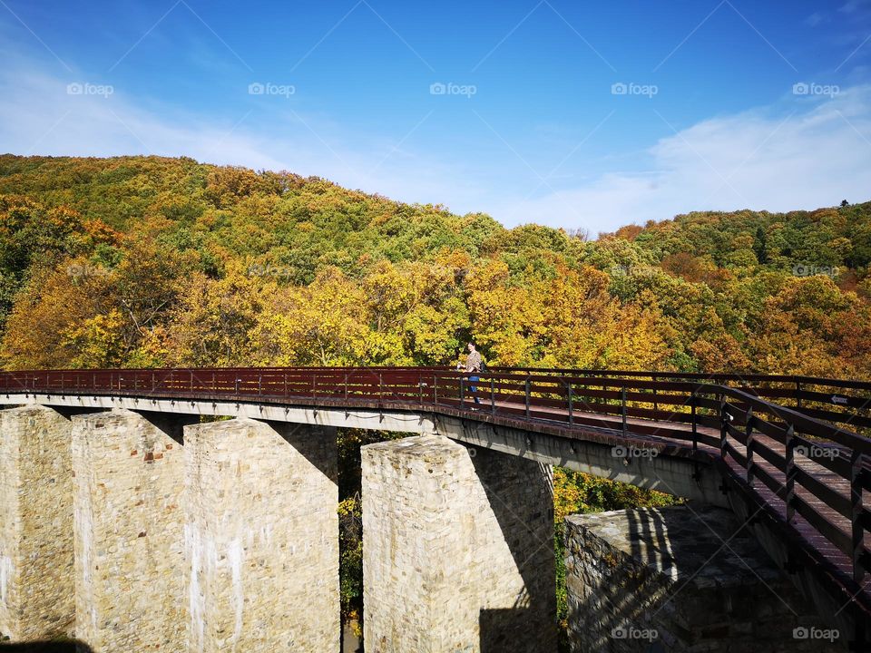 Bridge and woods