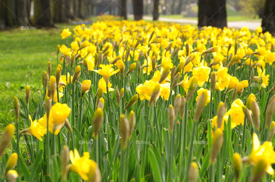 Yellow daffodils field