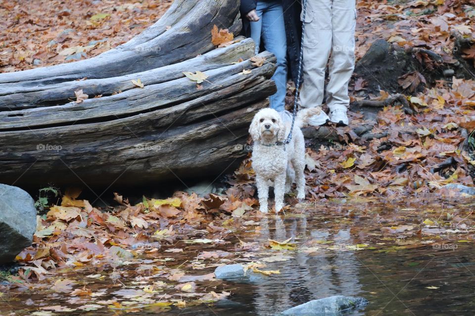 Dog by the river 