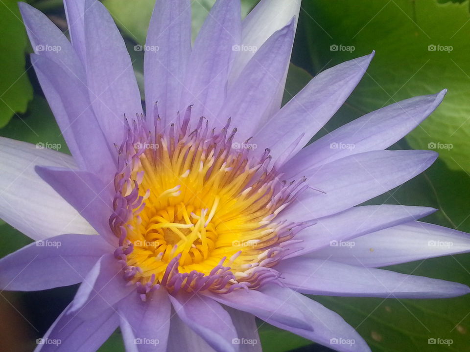 purple lotus. i saw them in a school