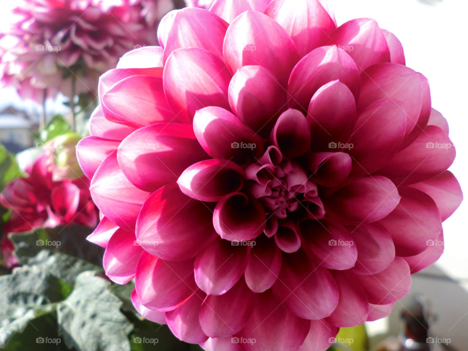 Close-up of pink flower