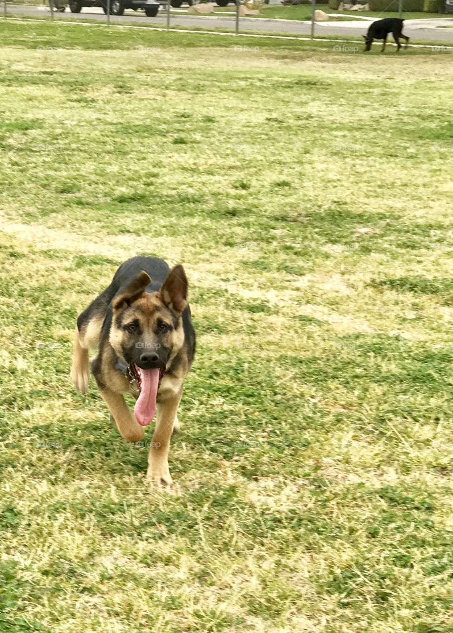 German Shepherd run!