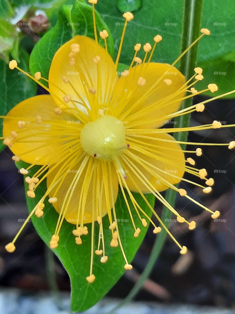 yellow flower of St. John's Worth  (Hypericum)