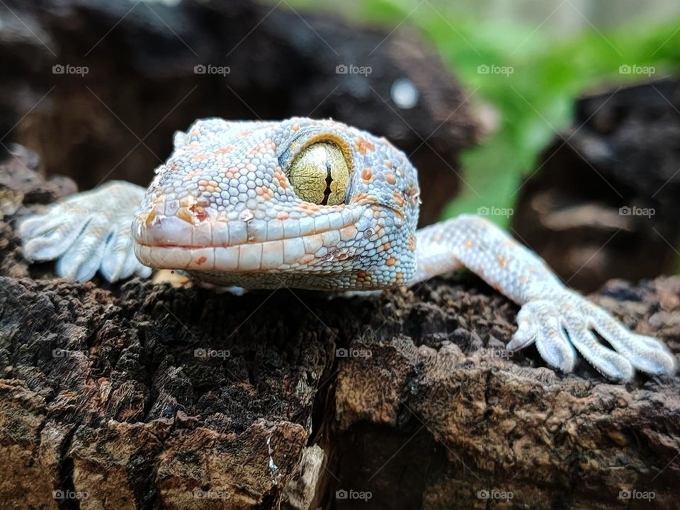 A striped gecko is emerging from a decaying old coconut stump on a blurred background.