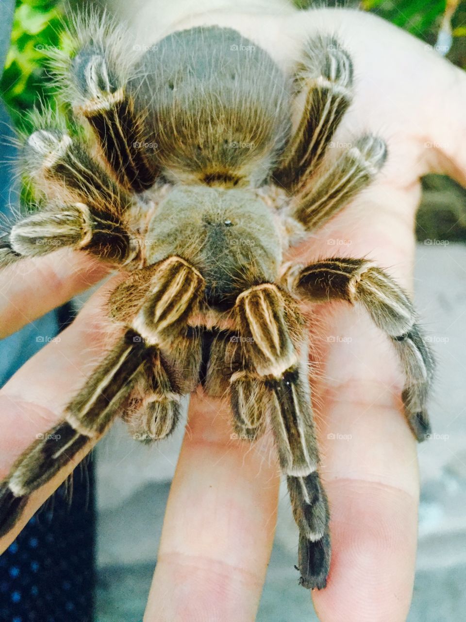 Tarantula 