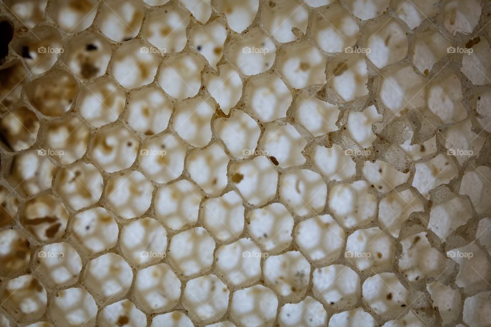 Miracle Geometric shapes and patterns of honeycomb