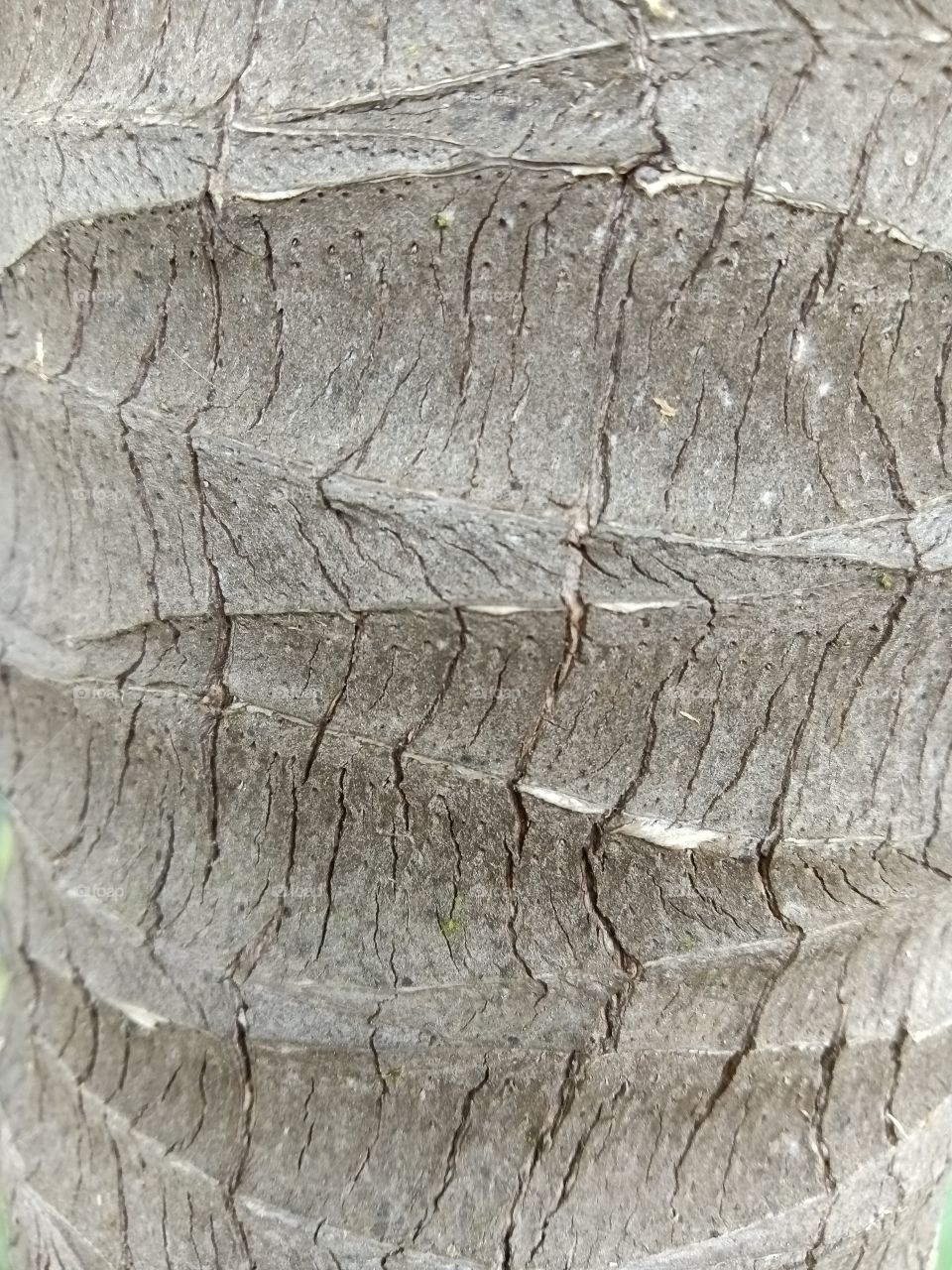 texture tree
