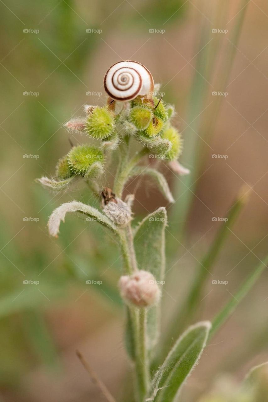 Caracol 