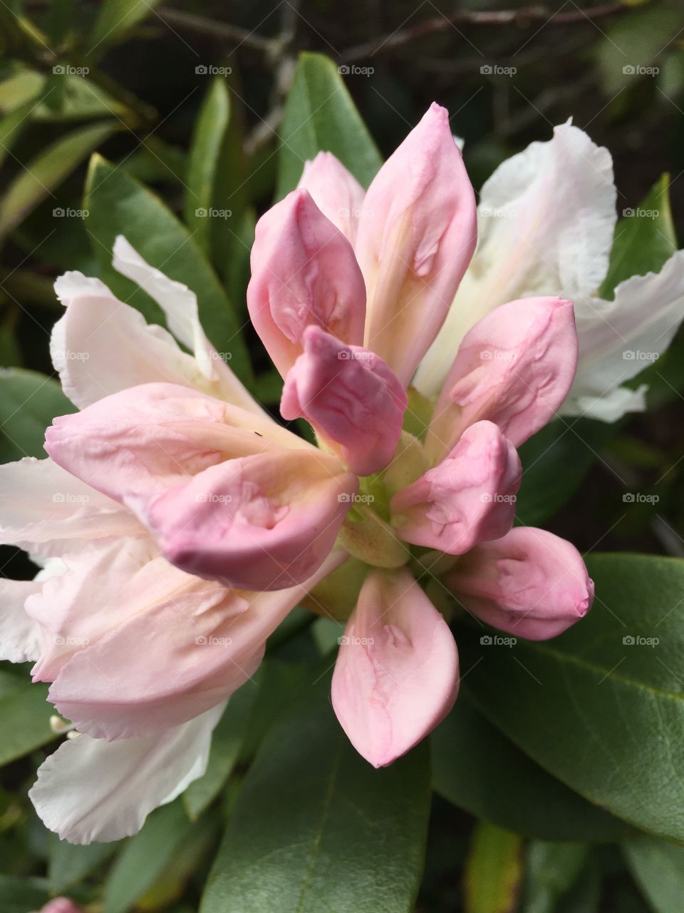 Rhododendron in my garden 