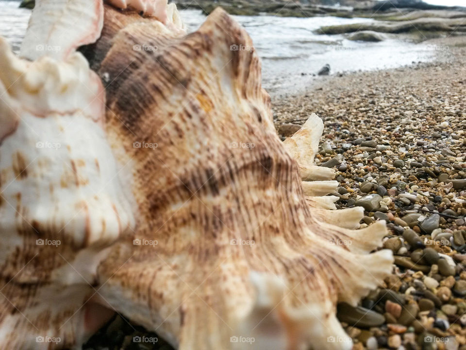 close up of seashell in front of the sea