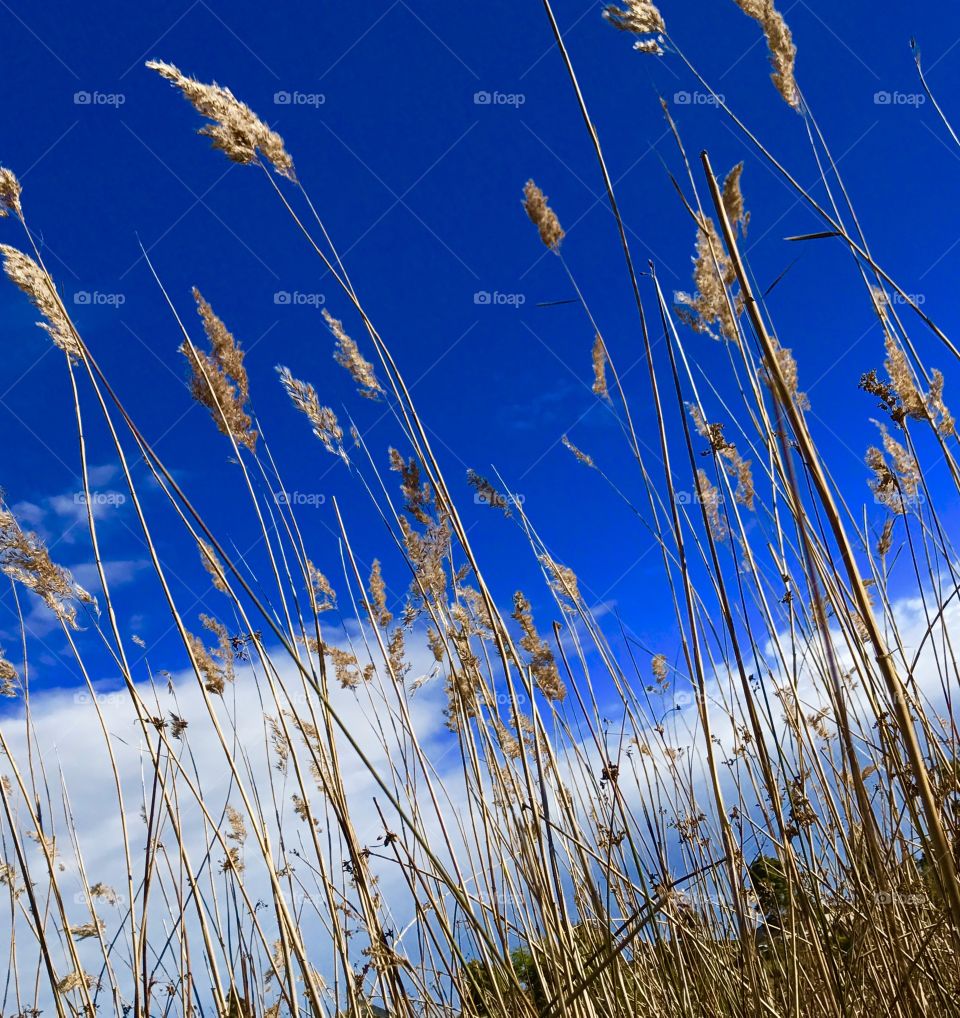 Grasses around the lake blowing in the wind