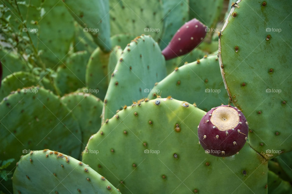 nature outdoors cactus succulent by bushler14