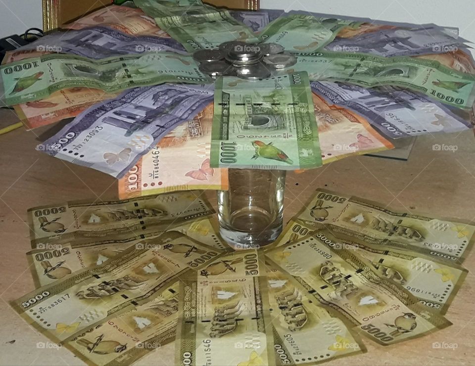 Srilankan money tree