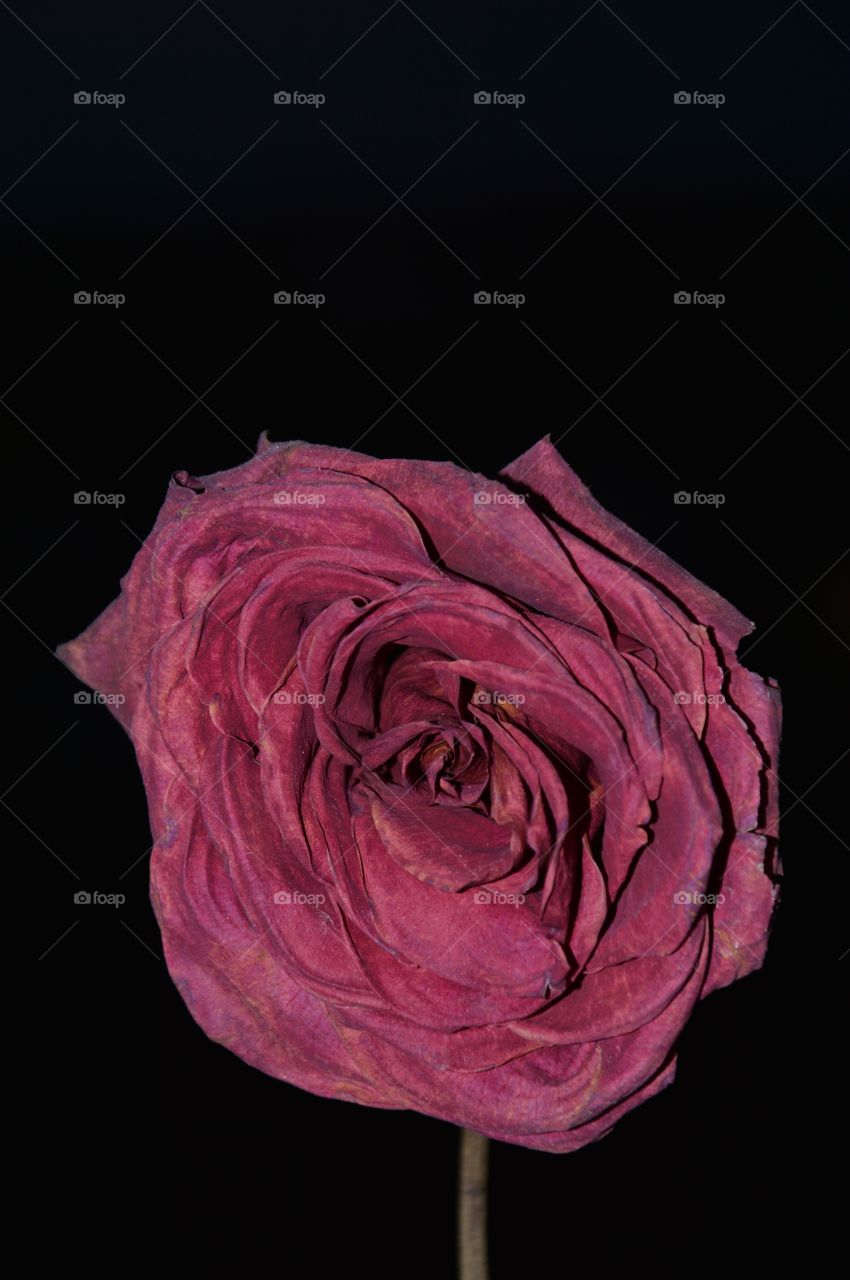 red dried rose at night background