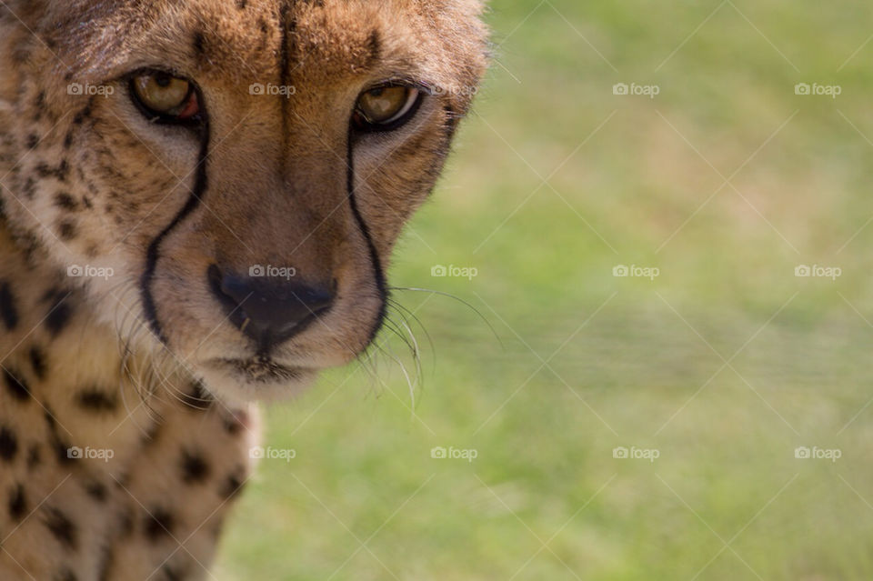 animal eye mammals zoo by skeenan