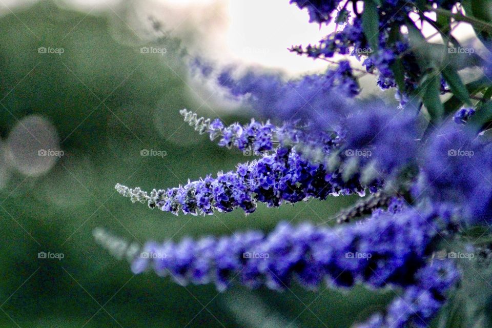 Texas lilac in full bloom!