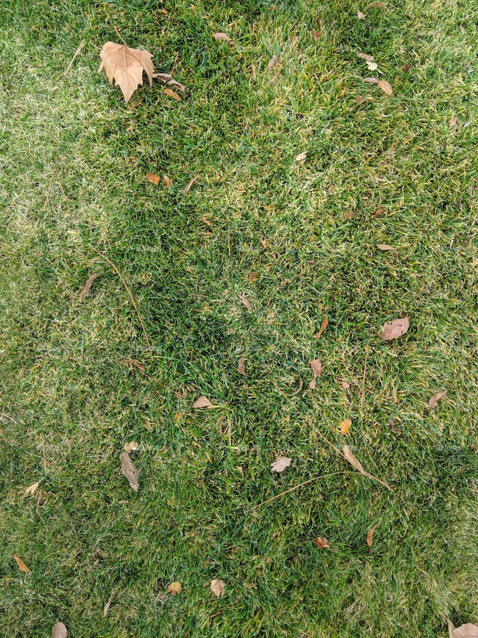 green grass with a leaf