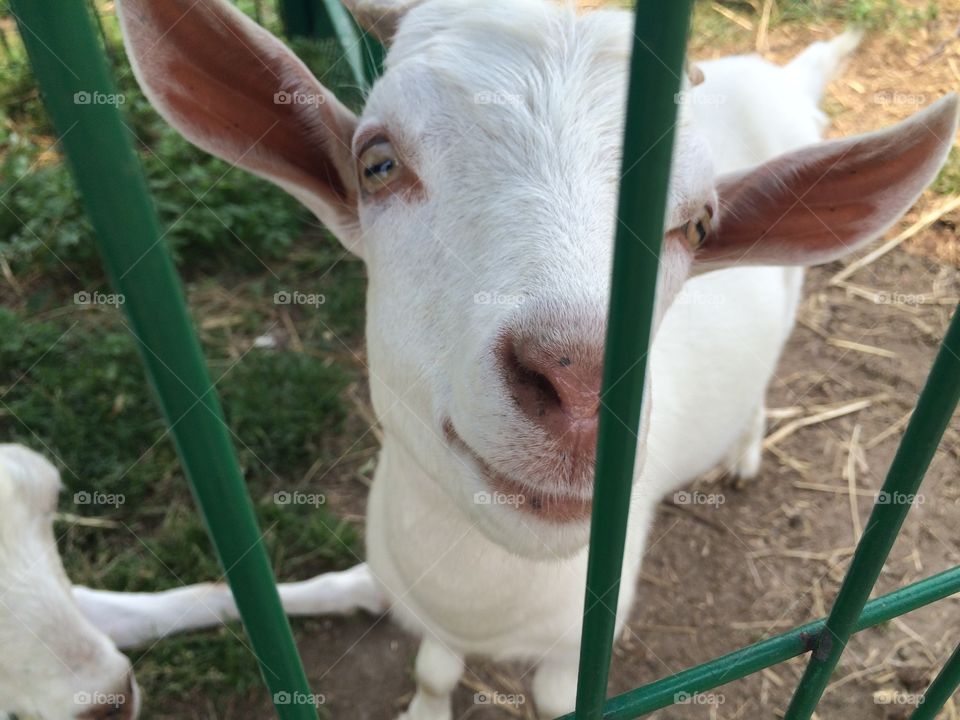 Staring goat. A goat staring through a fence 