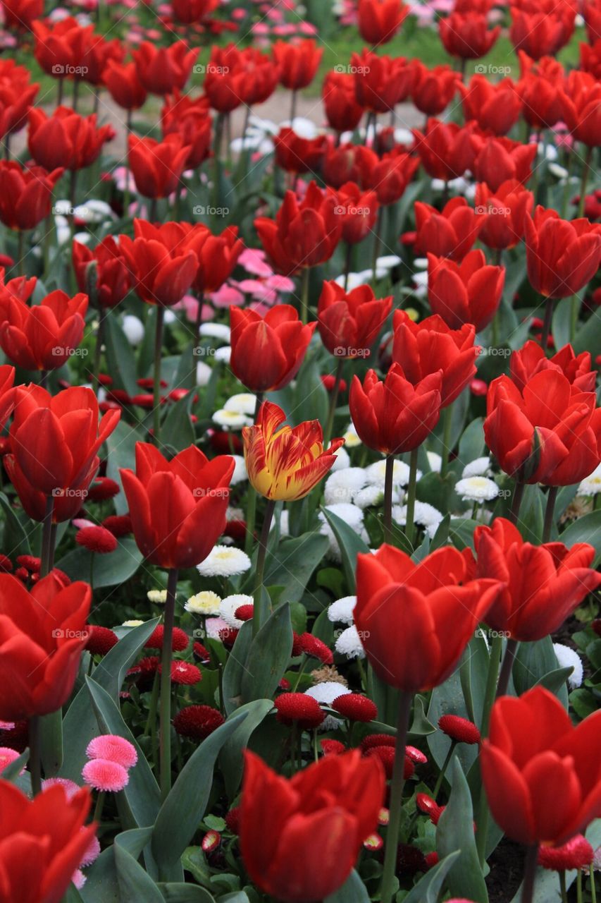 Odd one out - Tulips