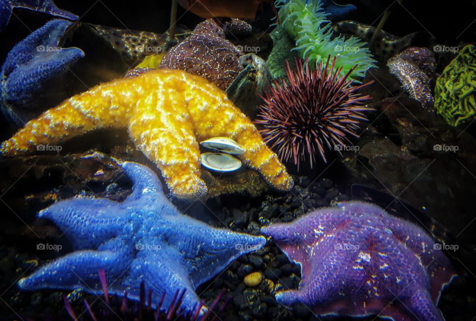 rainbow starfish