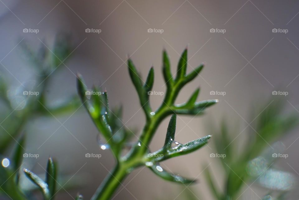 Plant#details#macro#colors#nature#drops