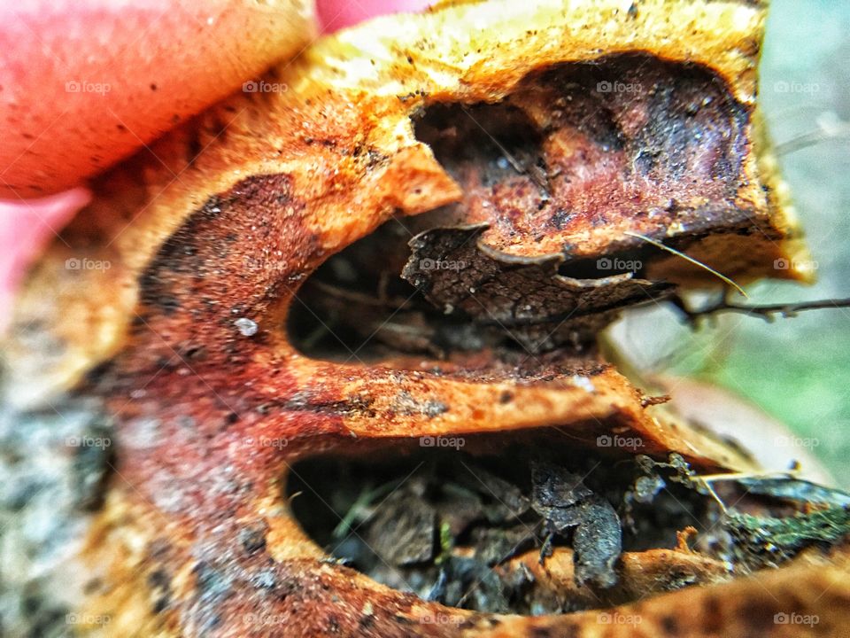 Macro of a Tree Nut