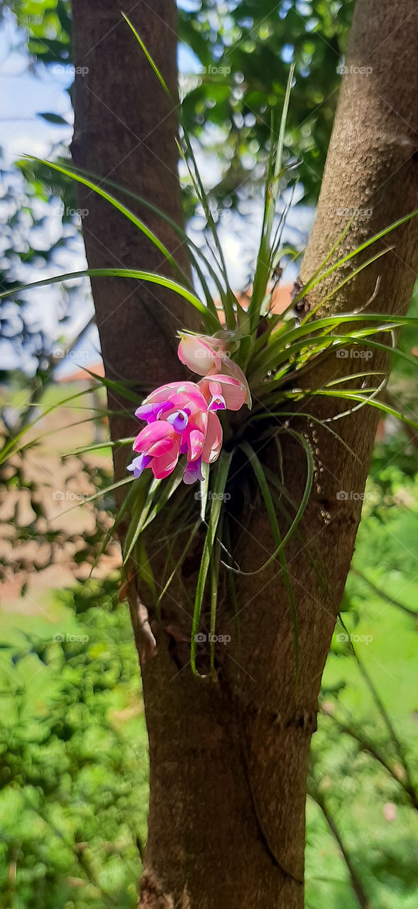 Nature is magical and unique.