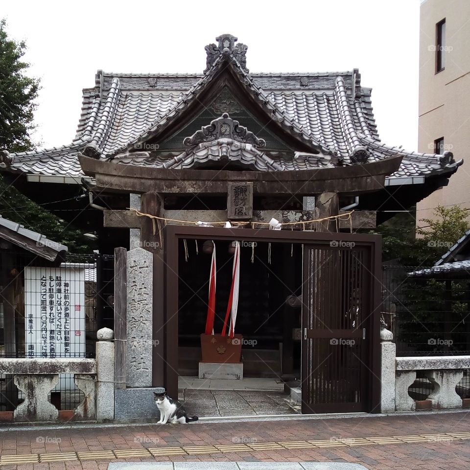 A guard cat in front of a Japanese shrine.