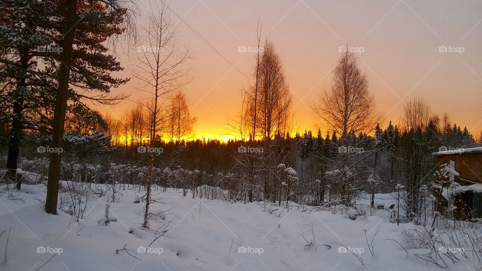 Winter forest and The Amazing Gold Skies.