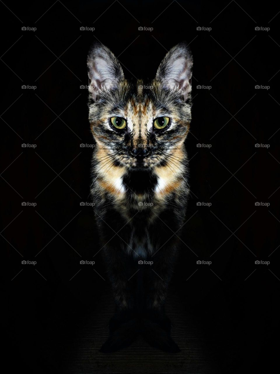 low key portrait multi colored kitten with blavk background portrait