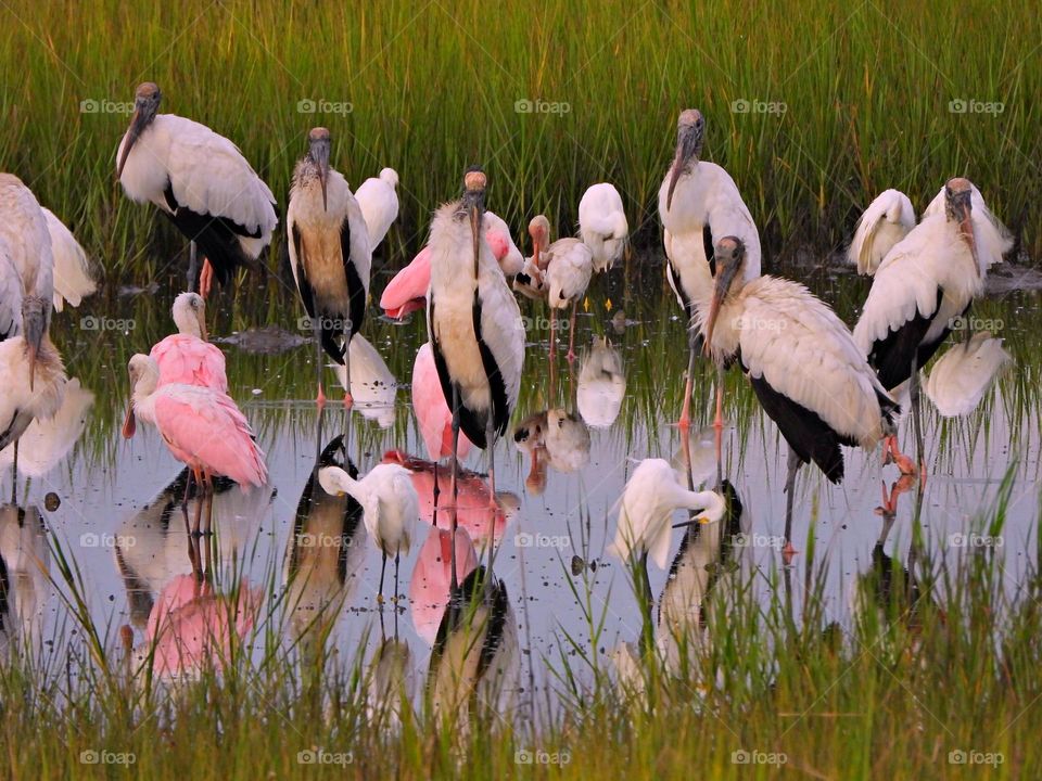 Spotted Pink - Rosetta spoonbill - Pink is the color of a namesake flower which is a pale tint of red.  Pink is the color most often associated with charm, politeness, sensitivity, tenderness, sweetness, childhood, femininity, and romance